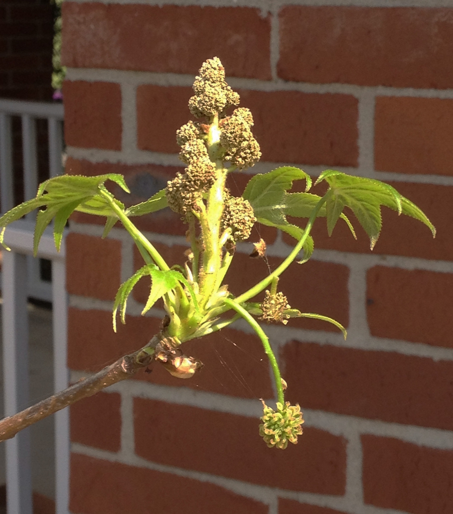 Liquidambar styraciflua