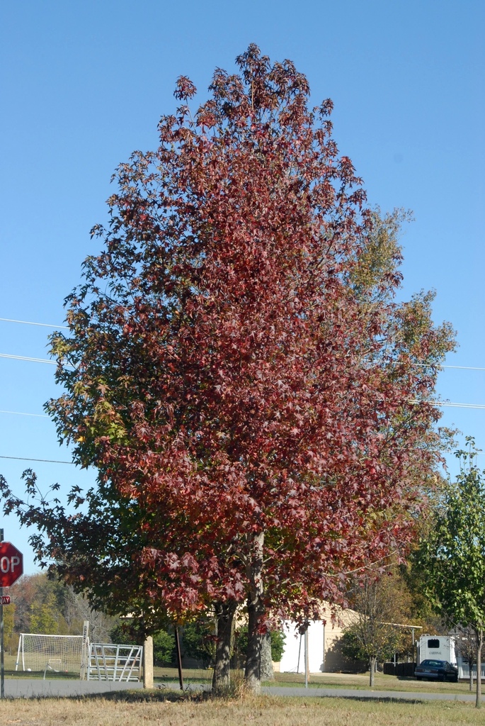 Fall color Form