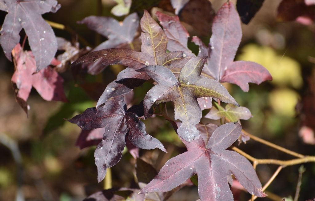 Liquidambar styraciflua