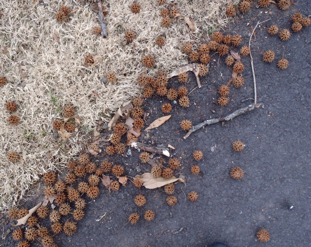 Liquidambar styraciflua