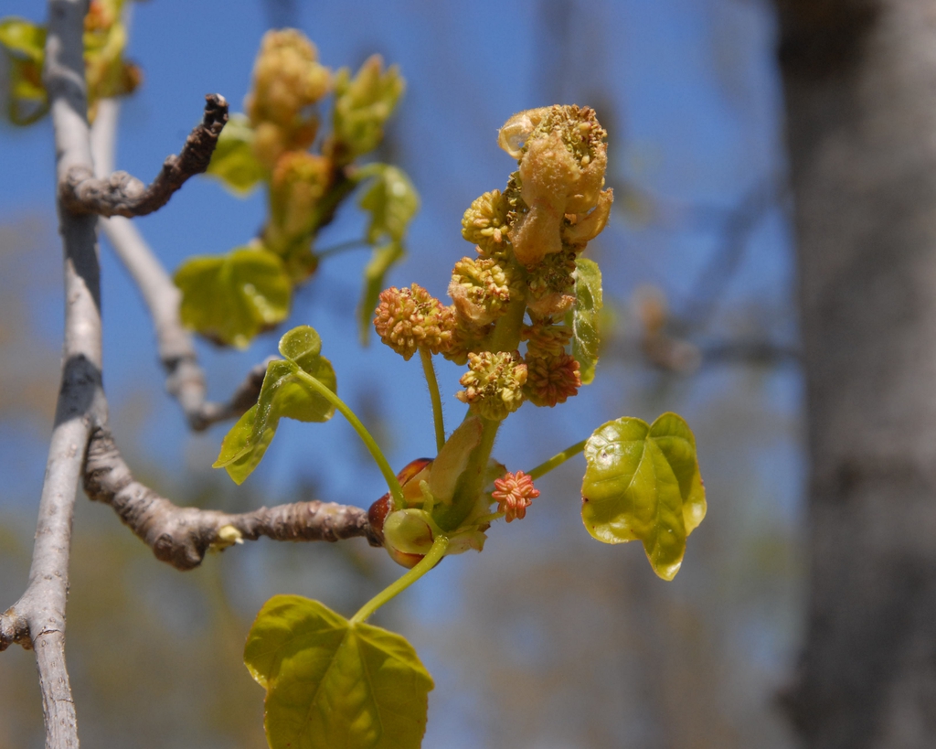 Liquidambar styraciflua