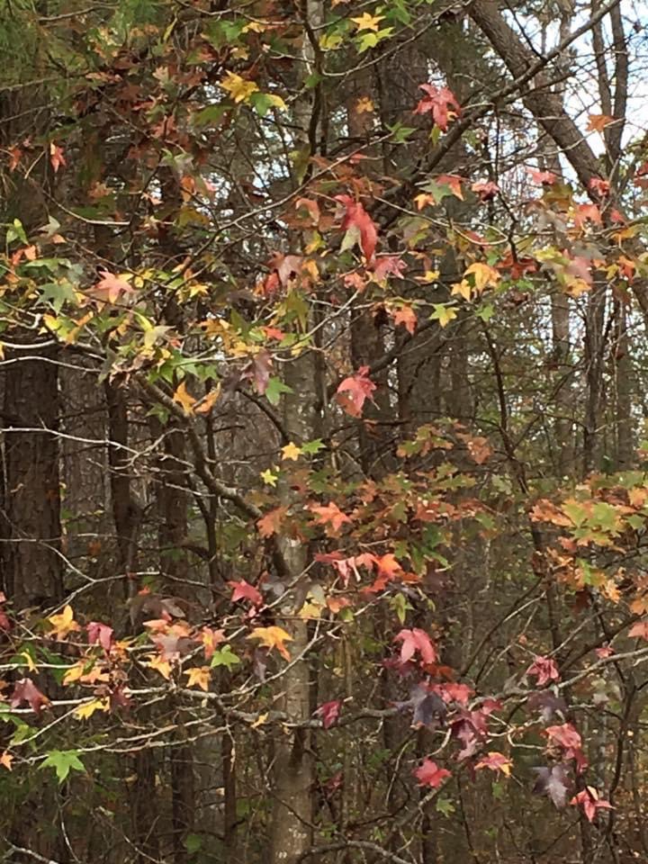 Liquidambar styraciflua