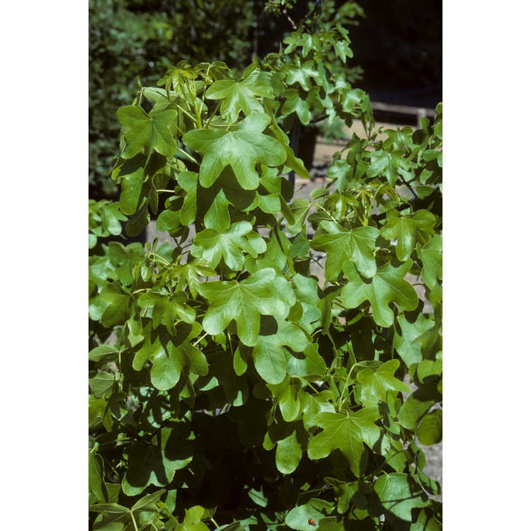 Leaves