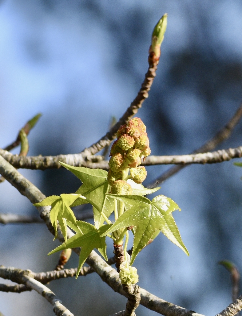 Closeup - Emerging Leaves & Flower - March - Warren Co., NC