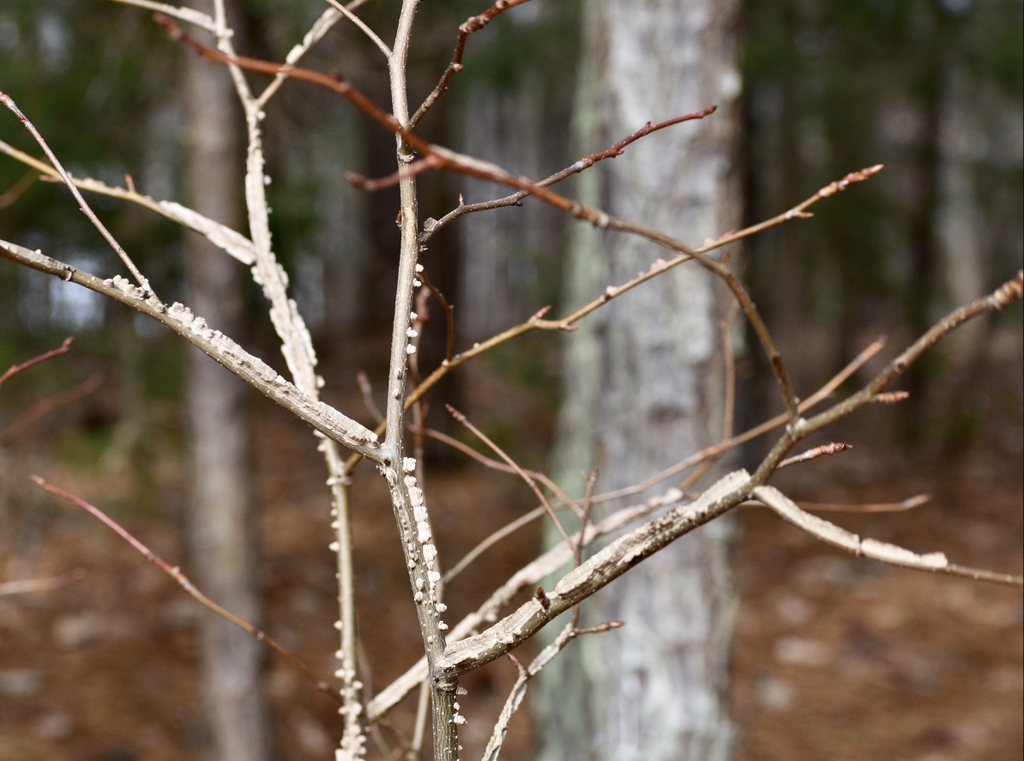 Liquidambar styraciflua