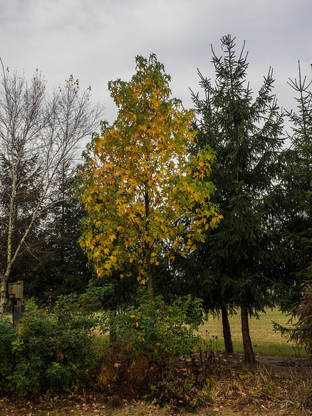 Liquidambar styraciflua
