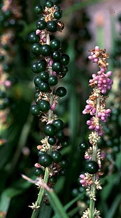 Liriope spp.