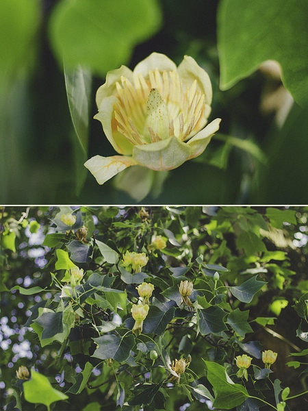 Liriodendron chinense flower