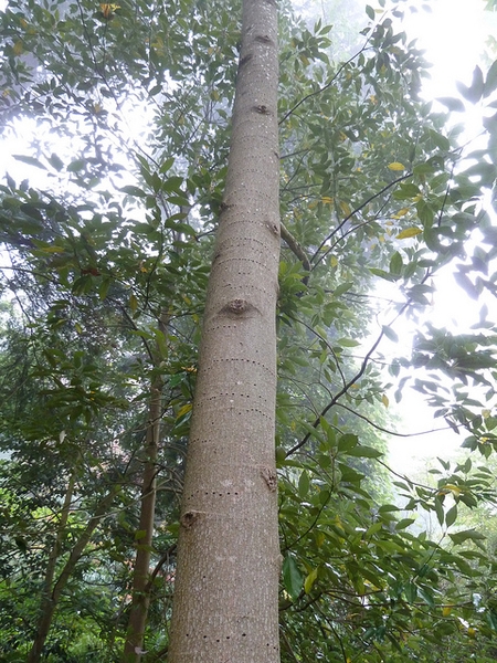 Liriodendron chinense trunk
