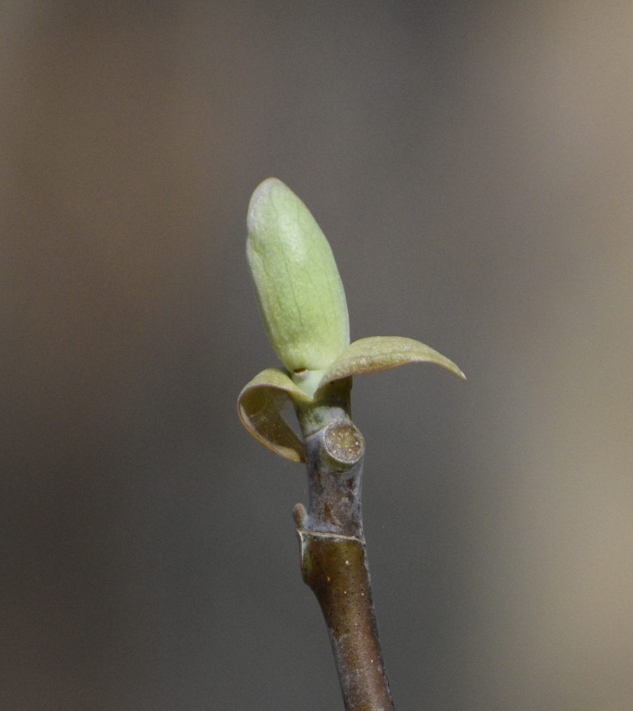 Terminal, vegetative bud on a twig, beginning to swell.