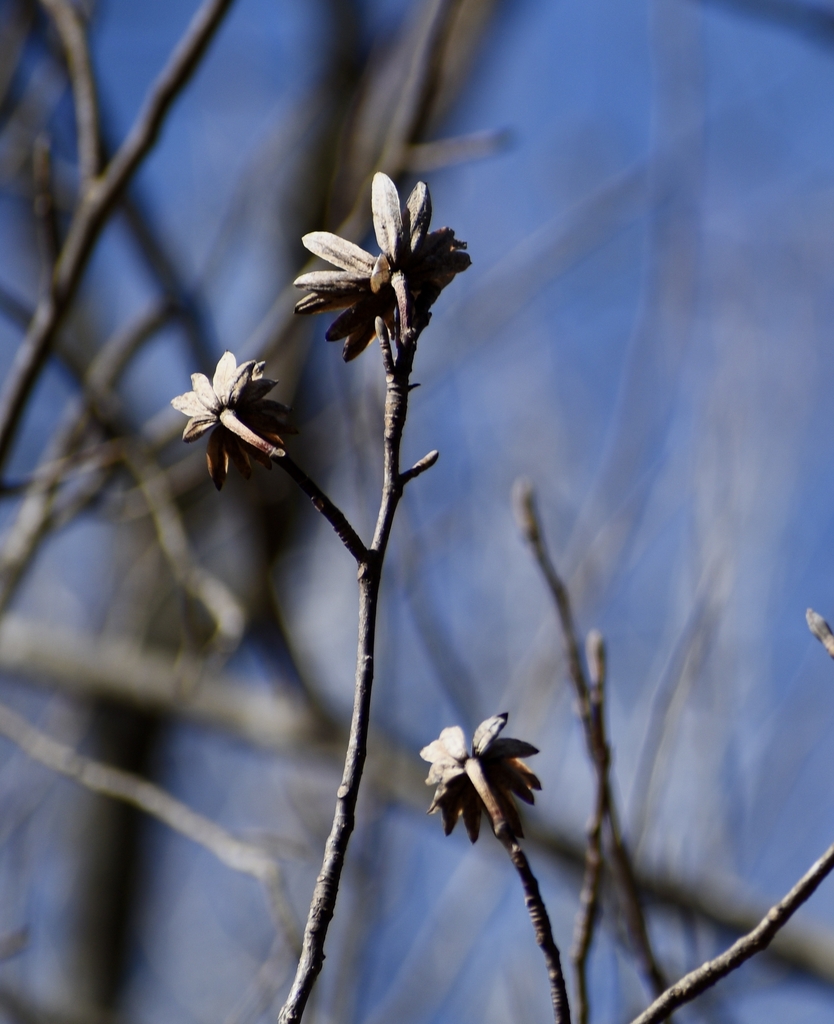 Leaf Buds & Seed Husks - Winter - Warren Co., NC