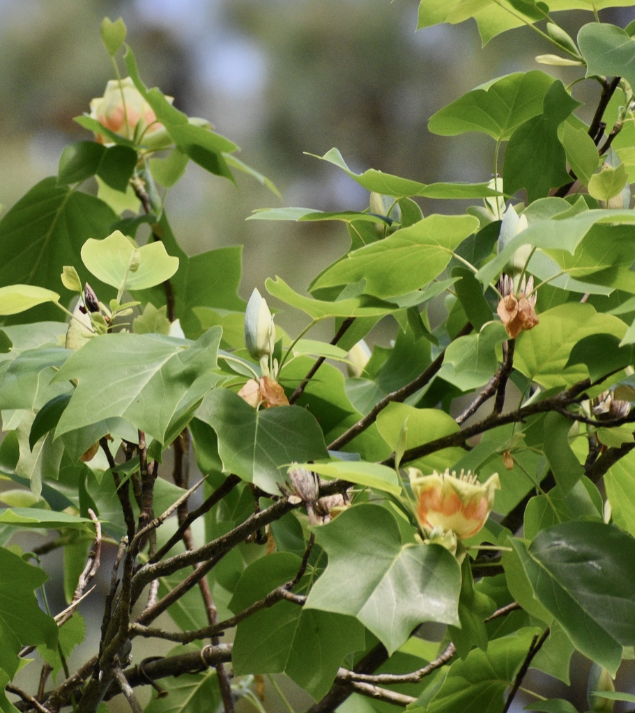 Leafy shoots with flowers and buds.