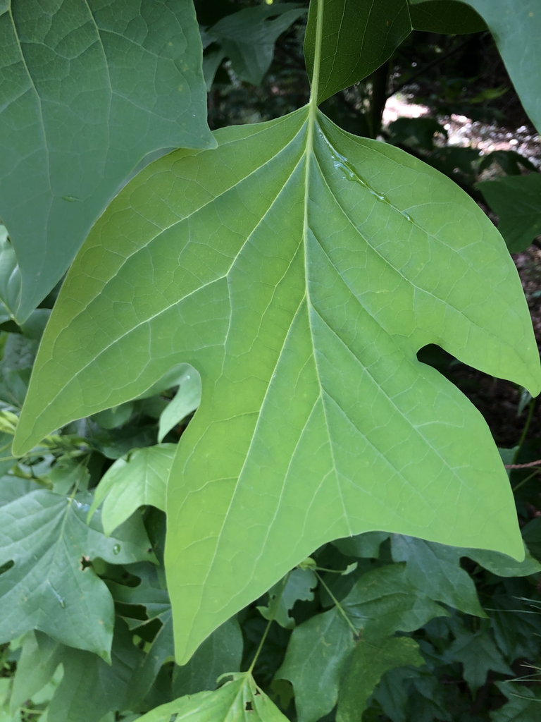 Close-up of the distinctively shaped, 4-lobed leaf.