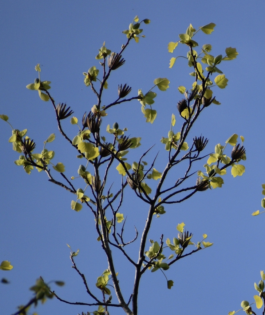 Shoots with old, spent fruits and emerging new leaves.