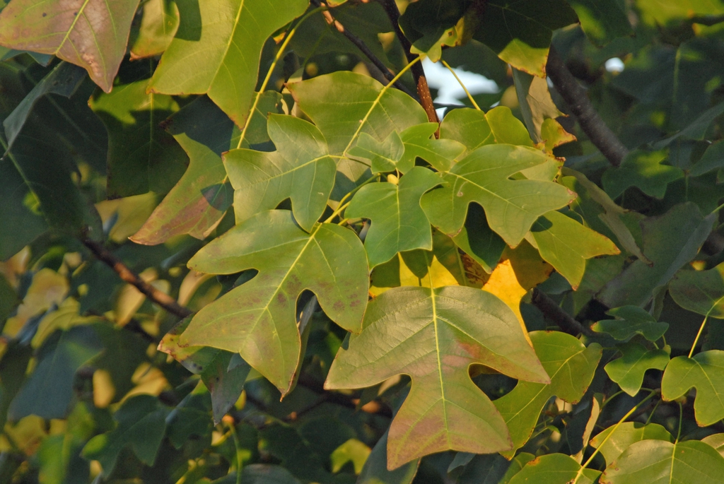 Liriodendron chinense Leaf