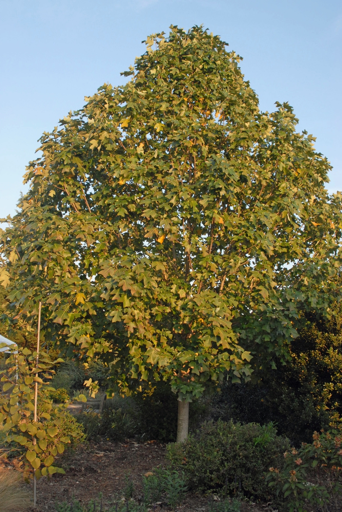 Liriodendron chinense Form