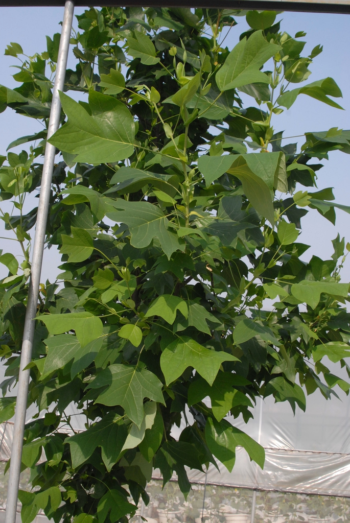 Leaf