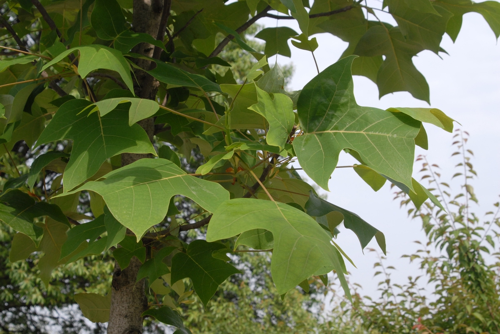 Leaf Close-up