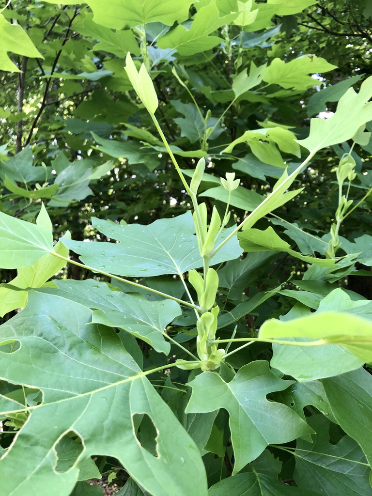 Leafy shoot. Leaves with tongue-like stipules
