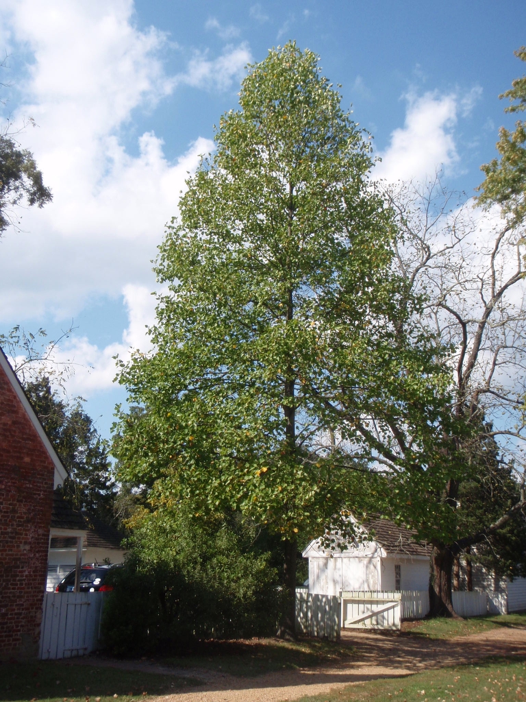 Large, pyramidal tree