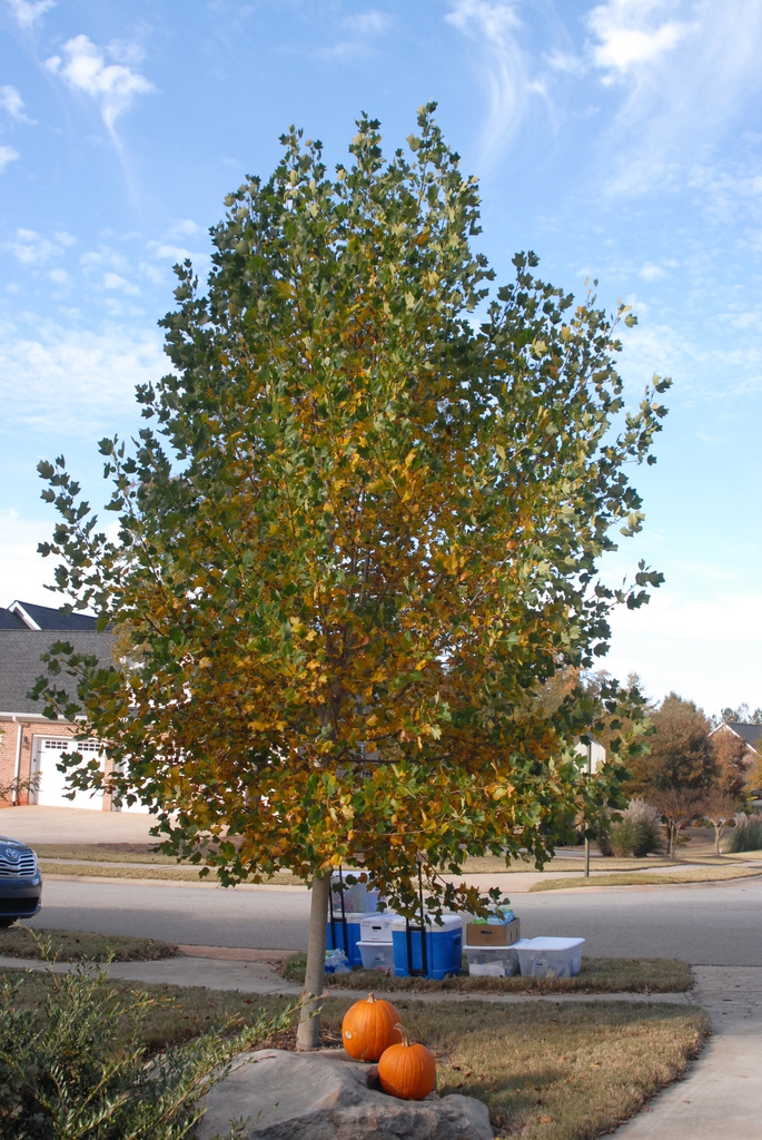 Youn tree with dense, rounded crown.