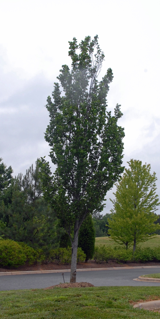 A young fastigiate tree with narrow upright crown.