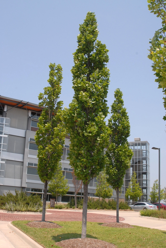 A planting of three, young trees with columnar growth forms