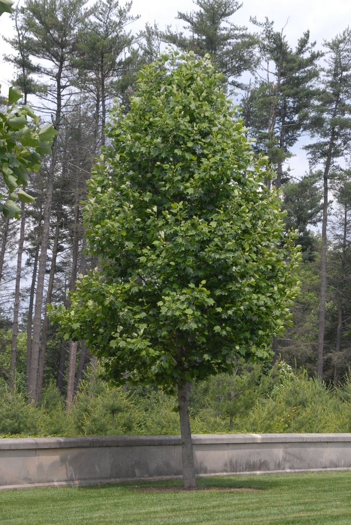 Young tree with pyramidal shape & dense branching.