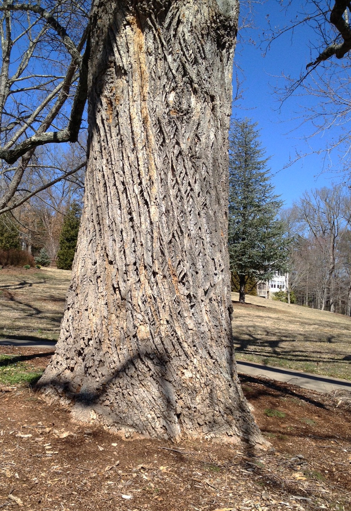 Old tree trunk showing brown-gray furrowed bark.