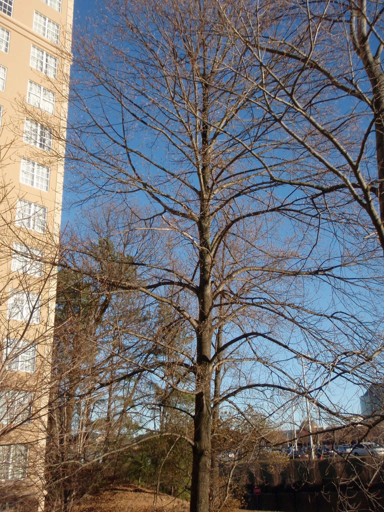 Large, pyramidal tree with bare branches.
