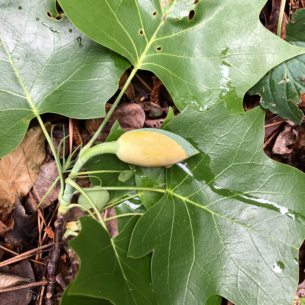 Leafy shoot with fat, terminal flower bud.
