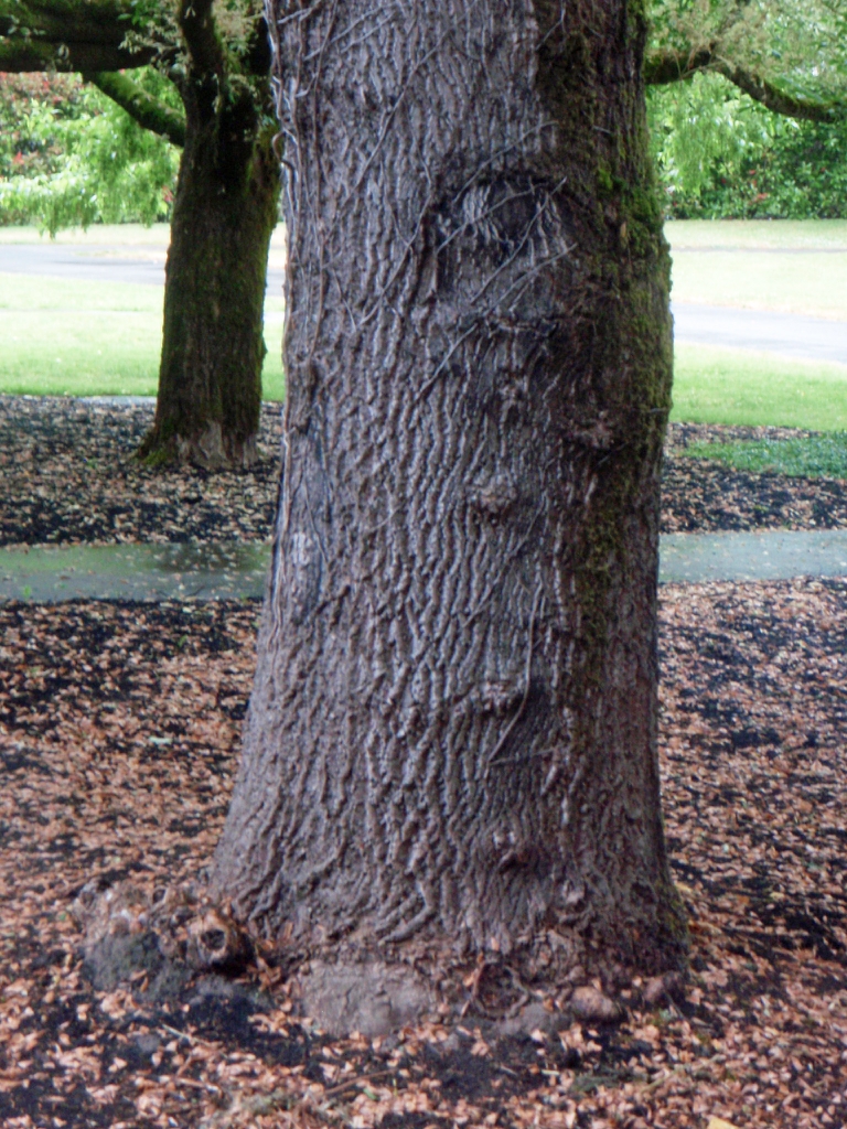 Trunk of an old tree with gray, furrowed bark.