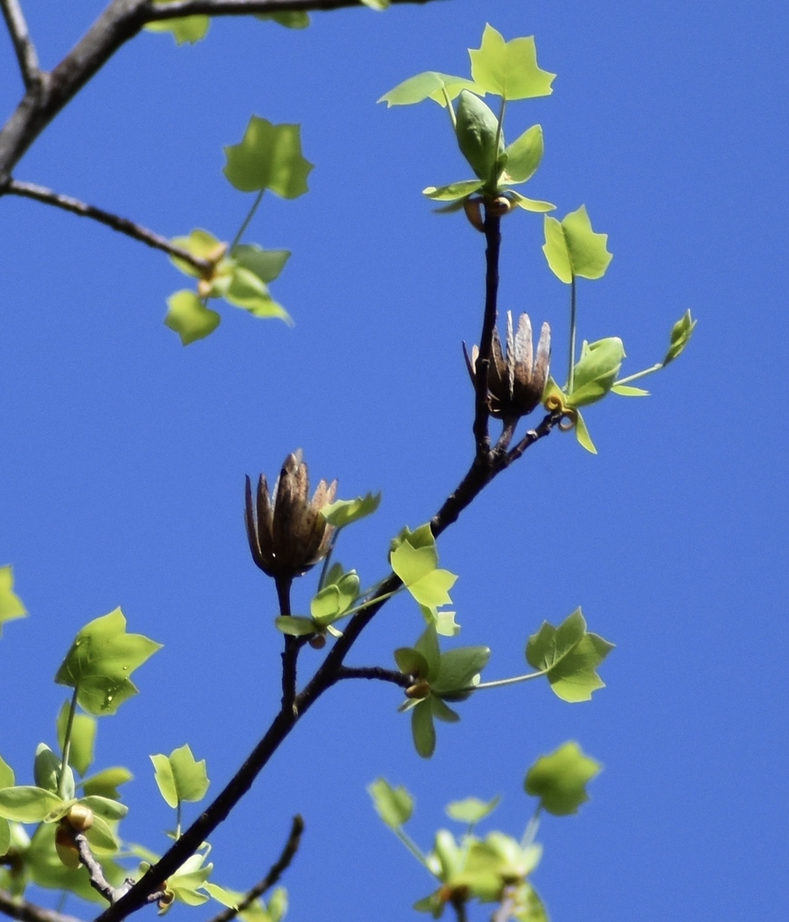 Fruits, small leaves, bud and flowers