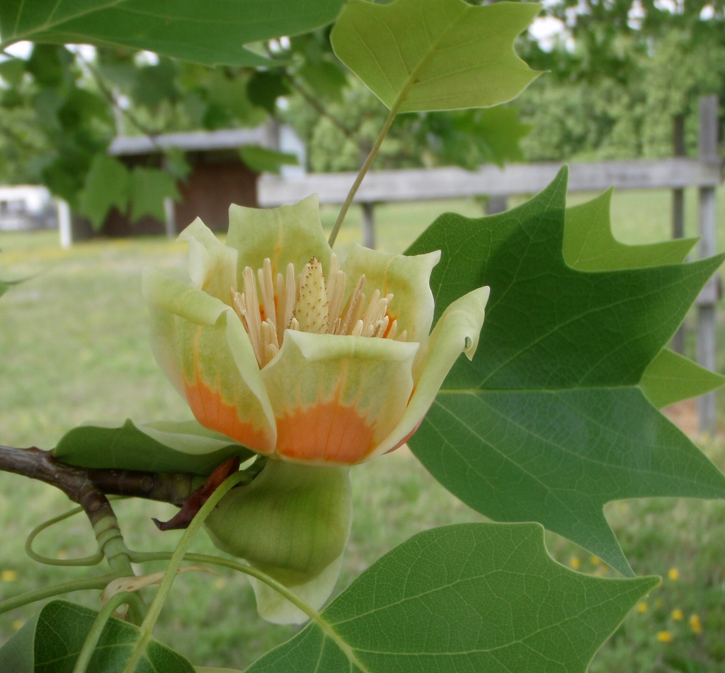 Flower close-up showing orange-blotched tepals & many stamens