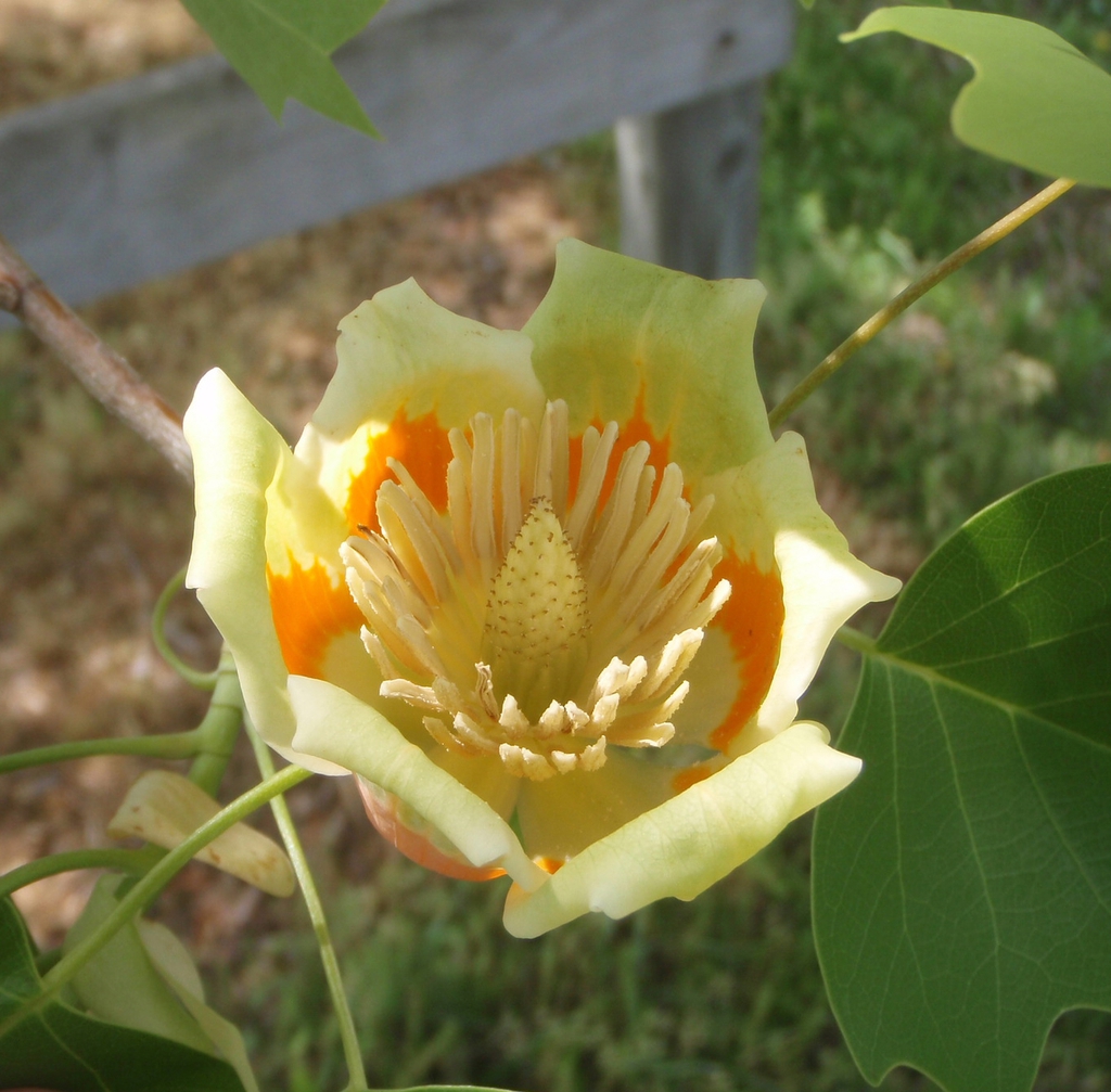 Flower close-up showing orange-blotched tepals & many stamens