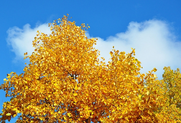 Crown of golden leaves against a blue sky.