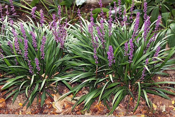 Form in bloom
