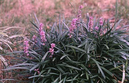 Liriope spp.