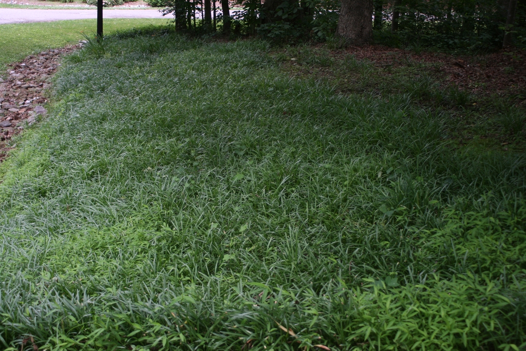 Large planting used on a slope in the late Spring. Southern Wake