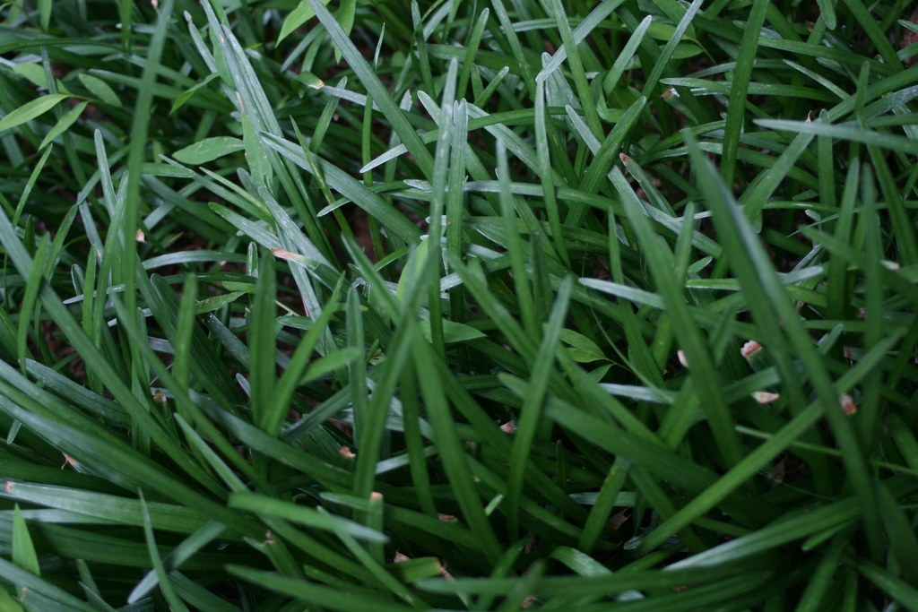 Close up of leaves . Southern Wake County, N.C.