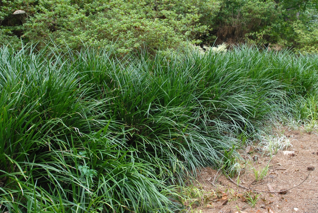 Liriope muscari