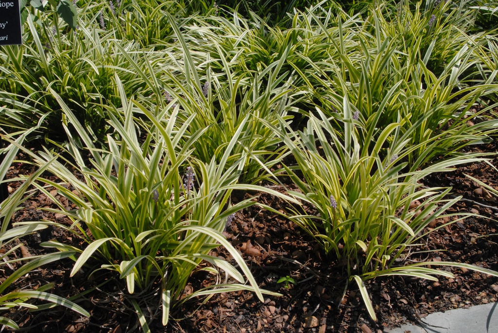 Liriope muscari