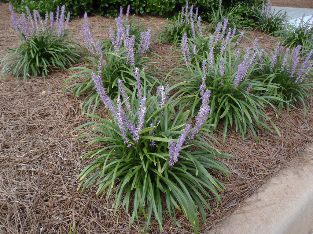 Liriope muscari