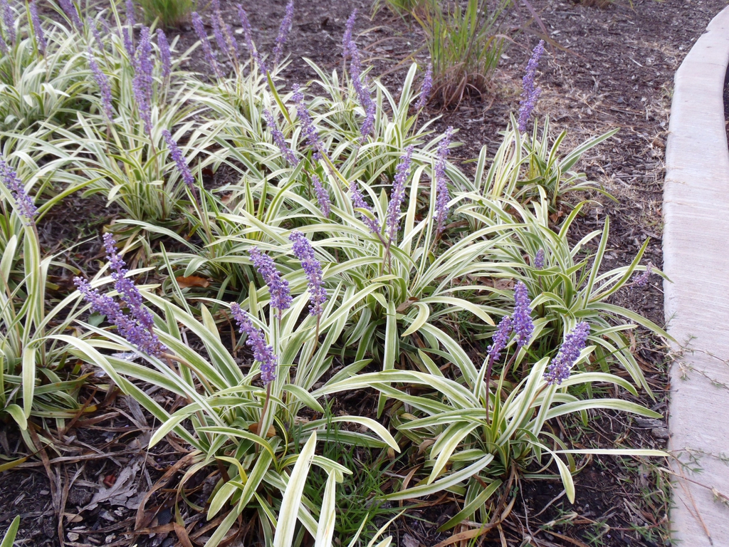 Liriope muscari