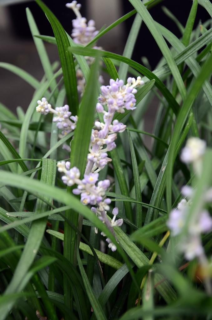 Plant in Bloom