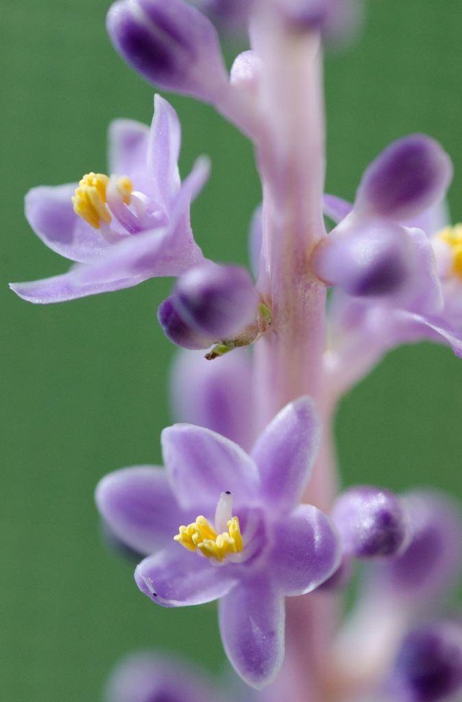 Liriope flower