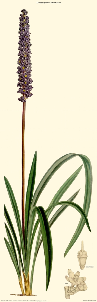 Botanical Illustration