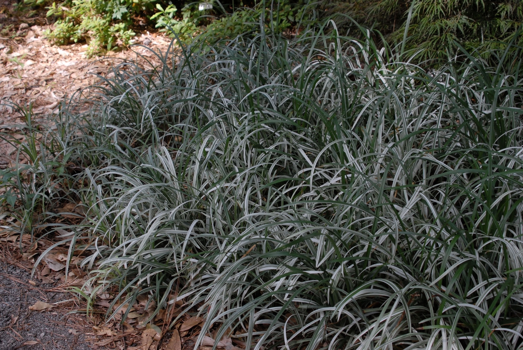 Liriope spicata