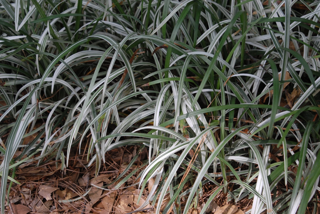 Liriope spicata