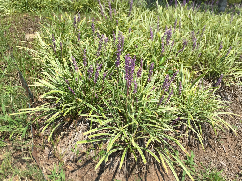 'Variegata' form